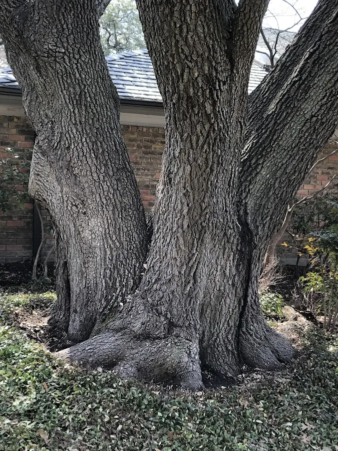 Mature heritage tree close to a Bolivar property cared for by certified arborists